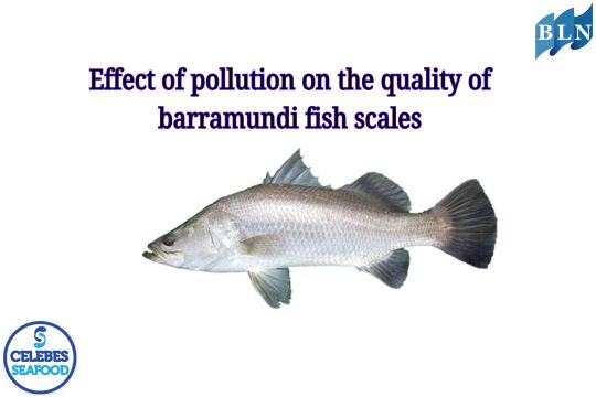 Effect of pollution on the quality of barramundi fish scales